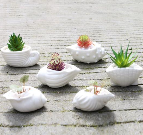 6 Pieces Set Mini Shell Shaped Ceramic Planters